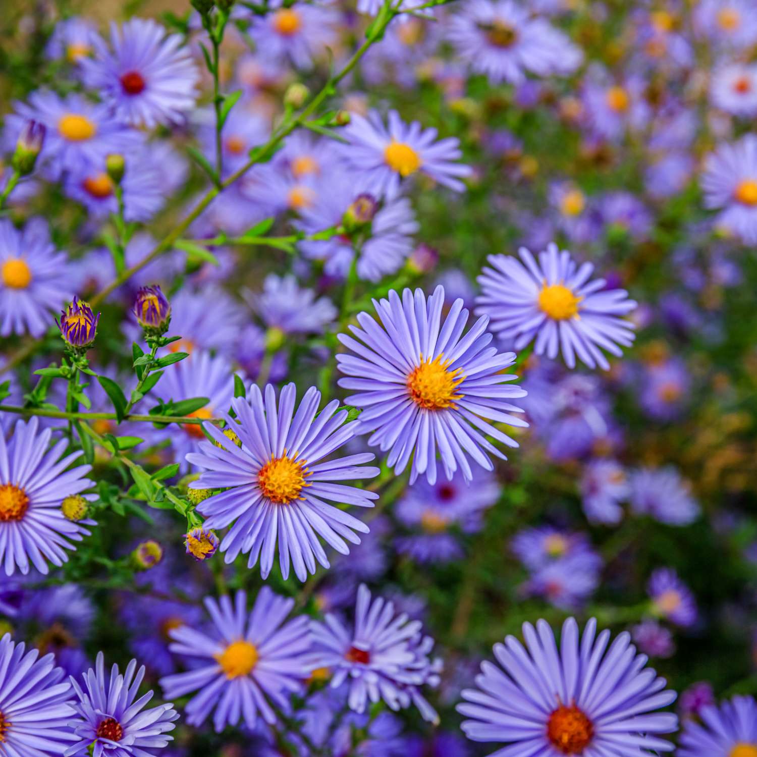 Asters 'Lady in Blue'